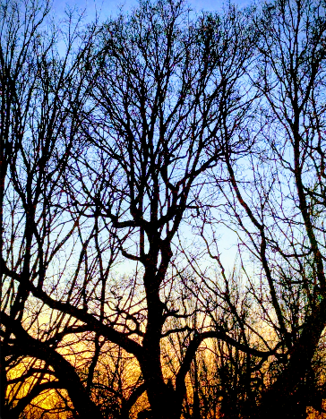 Custom user profile picture